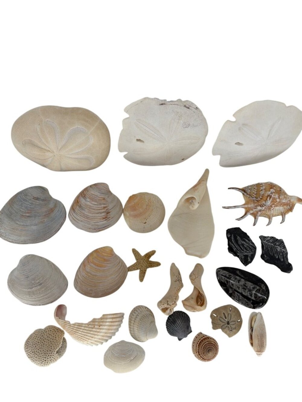 Mixed Seashell & Fossil Lot Sand Dollars Coral Conch Clams Starfish 25+ Pieces F